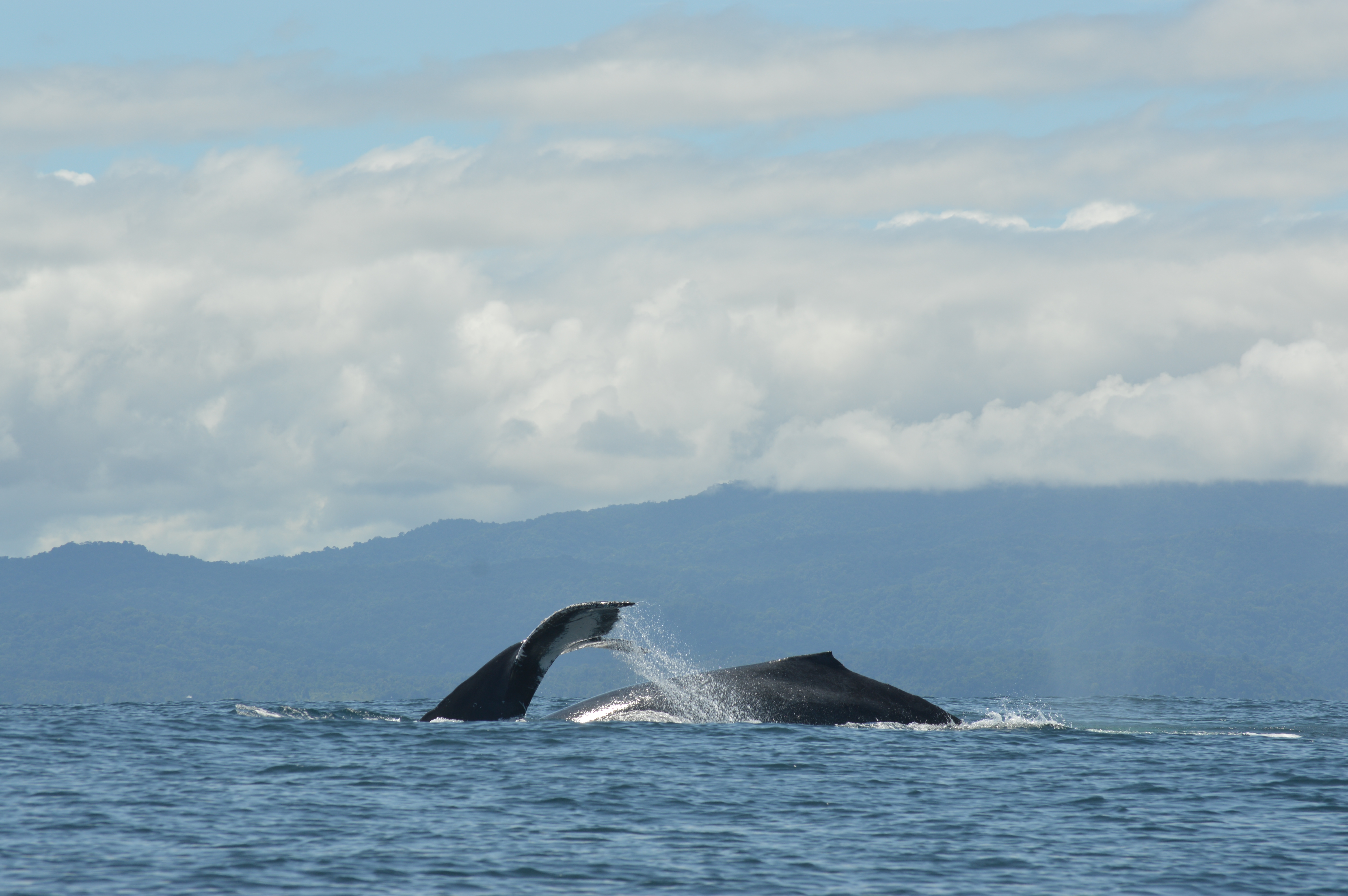 Avistamiento de ballenas jorobadas Bahía Solano El Valle Chocó