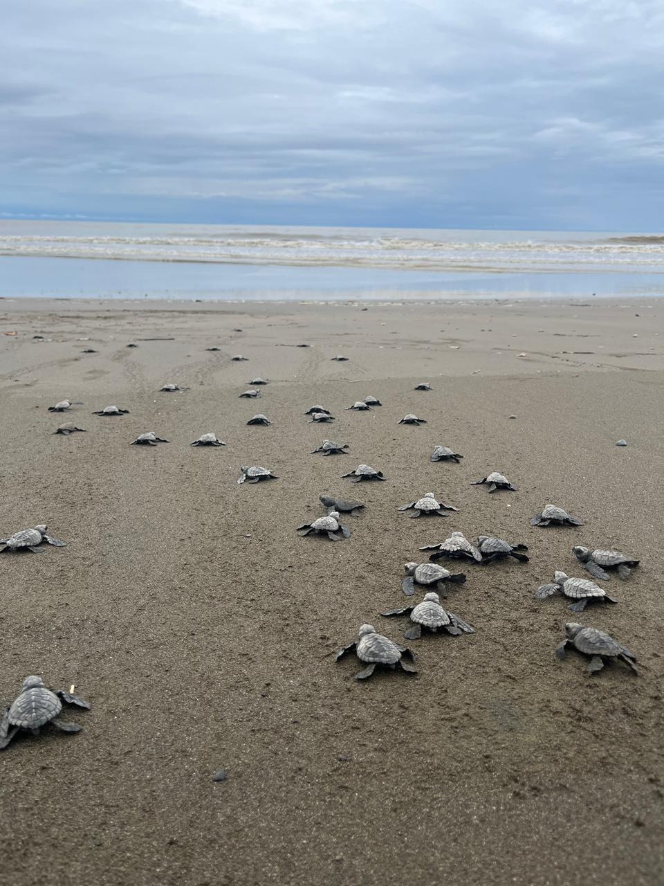 Liberación de Tortugas