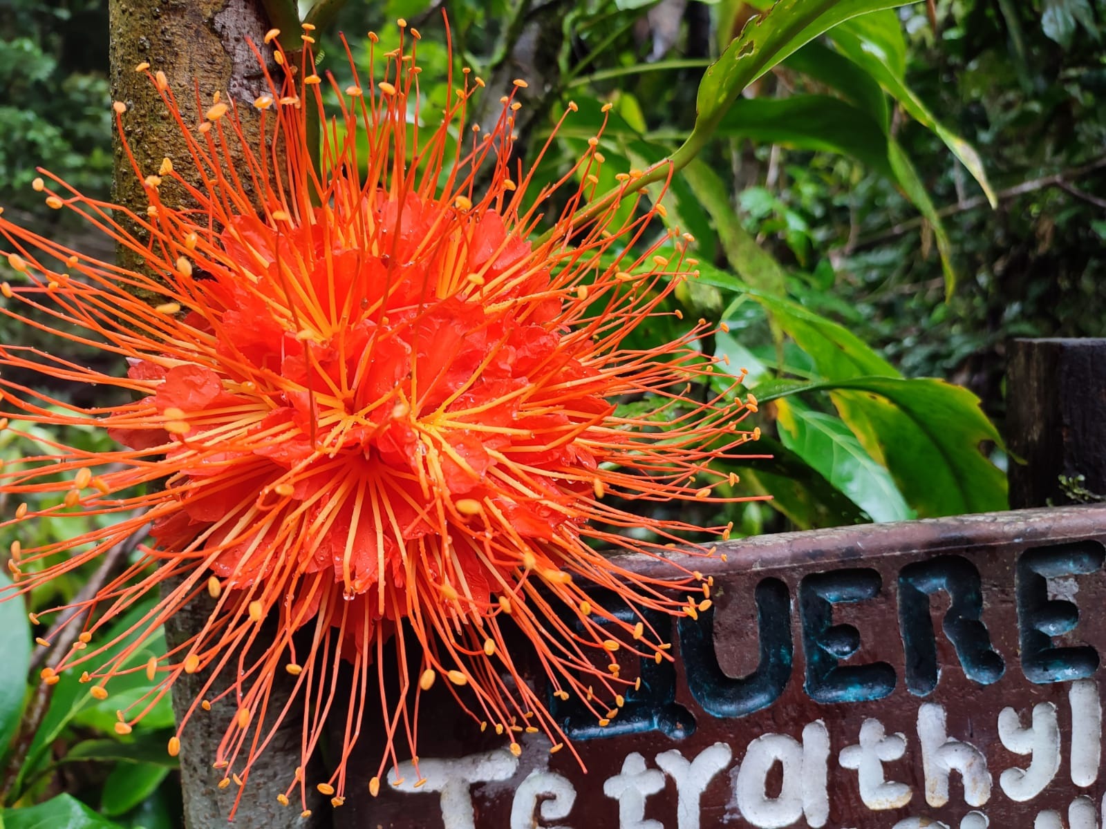 Termales naturales Jurubirá Nuquí Chocó ecoturismo